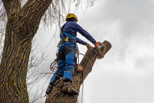  , NY Tree Services Pros